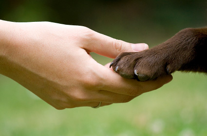 Animal_paw_with_human_hand